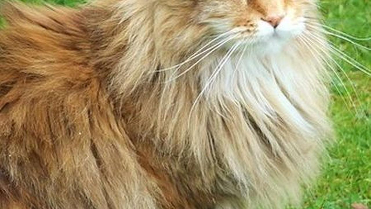 Kucing Siberia
