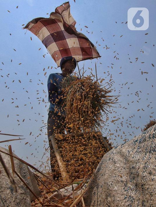 Kenaikan harga gabah kering di kawasan ini diduga akibat musim kemarau. (Liputan6.com/Angga Yuniar)