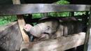 Seekor anak gajah yang terkena jerat dirawat di pusat konservasi gajah di Saree, Aceh Besar, pada 15 November 2021. Anak gajah betina yang diperkirakan berusia satu tahun itu mati sehari kemudian, disebabkan luka terkena jerat pada bagian belalai di hutan kawasan Kabupaten Aceh Jaya. (NANDAR/AFP)