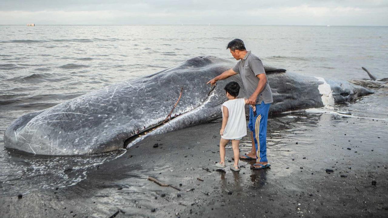 FOTO: Paus Sperma Terdampar Mati di Pantai Melaya Jembrana