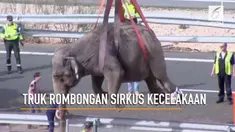 Seekor gajah mati dan dua lainnya luka-luka setelah truk yang mengangkut mereka terbalik di Albacete, Spanyol.