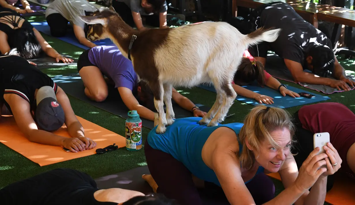 Seekor kambing Dwarf Nigeria menaiki tubuh peserta Yoga di Golden Road Pub di Los Angeles (7/5). Yoga bersama kambing yang kini menjadi tren di Amerika Serikat diselenggarakan oleh Hello Critter Goat Yoga. (AFP Photo/Mark Ralston)