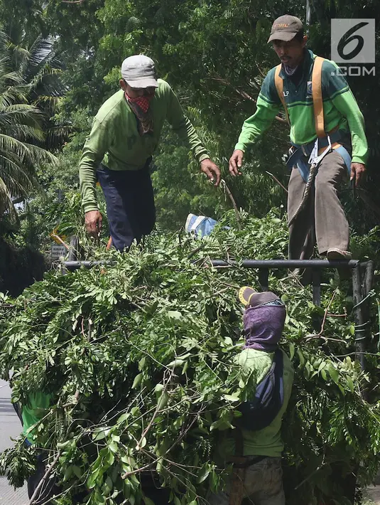 Petugas membawa dahan pohon usai dipangkas di sepanjang Jalan Lenteng Agung Raya, Jakarta Selatan, Rabu (2/1). Pemangkasan dilakukan guna mencegah pohon tumbang akibat musim hujan dan angin kencang. (Liputan6.com/Immanuel Antonius)