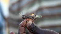 Seorang petani memperlihatkan jenis belalang yang menyerang Madagaskar (AFP Photo/Rijasolo).