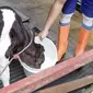 Pekerja merawat sapi perah di salah satu peternakan sapi perah kawasan Duren Tiga, Jakarta, Rabu (25/5/2022). Perternakan sapi perah di tempat tersebut selalu rutin menjaga kesehatan sapi dengan mendatangkan dokter. Dan saat ini harga susu dijual Rp 11.000 per liter. (Liputan6.com/Herman Zakharia)