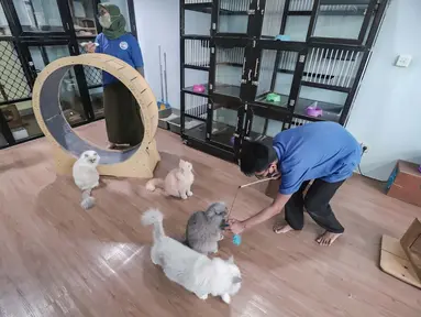 Karyawan bermain dengan kucing peliharaan yang menginap di sebuah hotel khusus hewan di Jakarta Pusat, Kamis (19/3/2026). Libur Lebaran 2026 tiba, sejumlah lokasi layanan penitipan hewan atau pet hotel mengalami lonjakan. (merdeka.com/Arie Basuki)