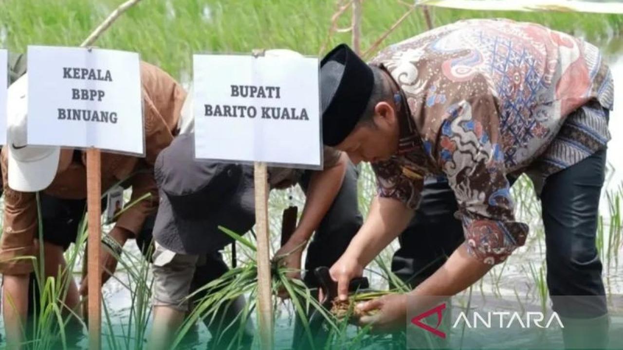 Optimasi Lahan Rawa Batola: Pemkab Batola Targetkan 1.696 Hektare untuk Swasembada Pangan