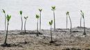 Bibit mangrove ditanam sebagai bagian dari program lingkungan hidup yang dipimpin militer di pantai pesisir Banda Aceh, Aceh, Indonesia, Rabu (18/10/2023). (CHAIDEER MAHYUDDIN/AFP)