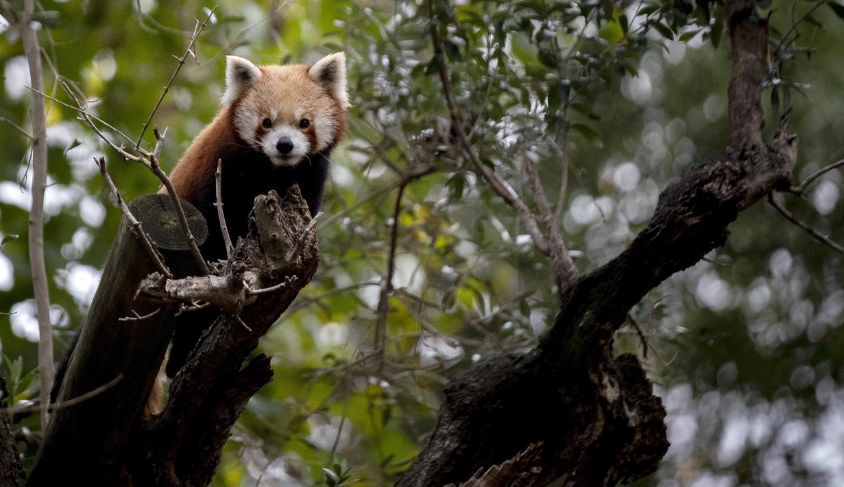 <p>Panda merah (Ailurus fulgens) -juga dikenal sebagai panda kecil atau 'rubah api'- ditemukan di hutan-hutan Asia, terutama di Nepal atau China. (CARLOS COSTA / AFP)</p>