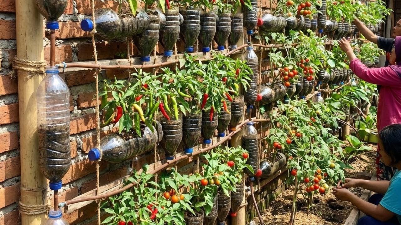 Tips Tanaman Cabai di Botol Bekas Cepat Berbunga dan Berbuah ( AI Generated)