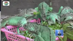 Seorang pemuda di Jember, Jawa Timur, bisnis budidaya iguana hingga kaya raya.