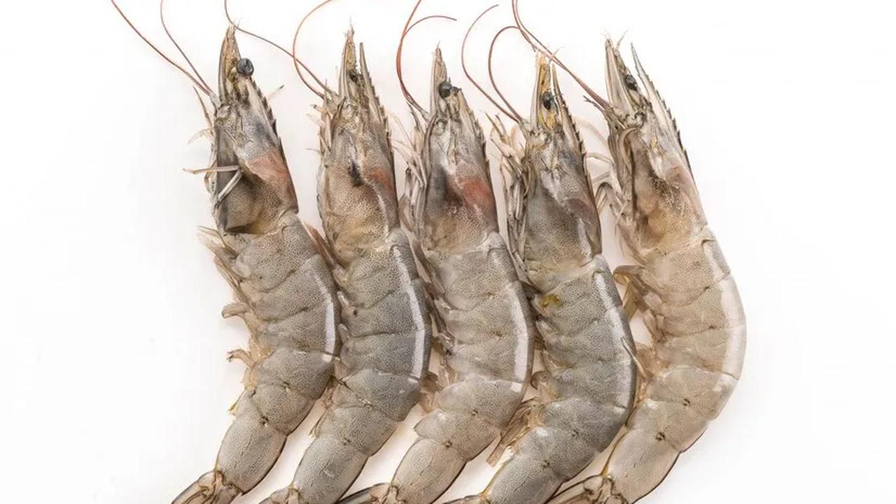2. Udang