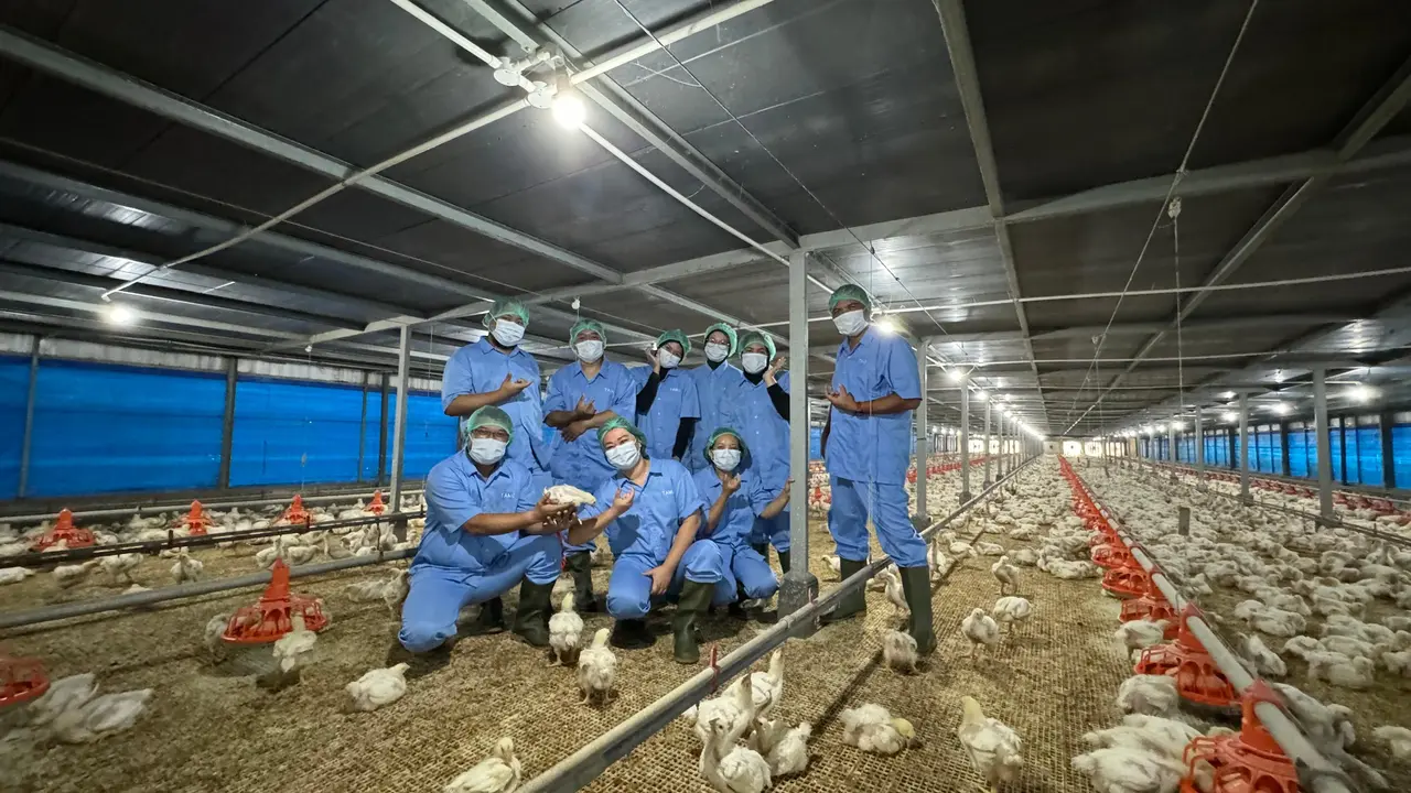 Penerapan Modern Farming dalam Budidaya Ayam Probiotik Berkualitas