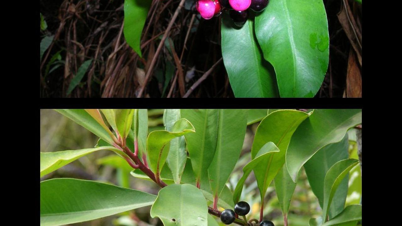 Cara Mengolah Daun Lempeni, Bagus Buat Antikanker