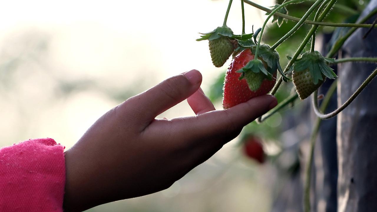 8 Lokasi Wisata di Indonesia yang Menyediakan Petik Buah Langsung, Bikin Pengunjung Ketagihan Datang