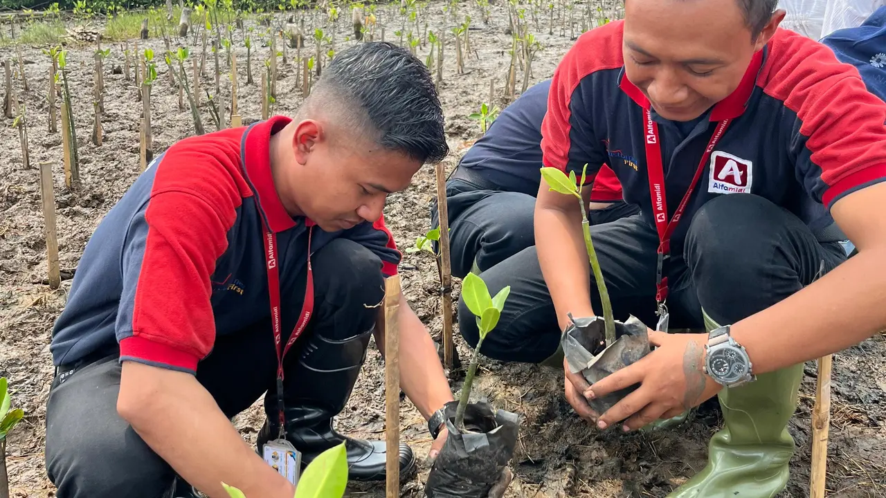 Mangrove