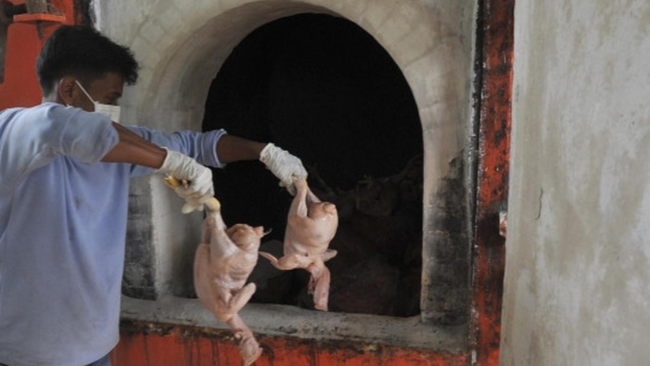 Puspitek musnahkan 1,5 ton ayam berformalin