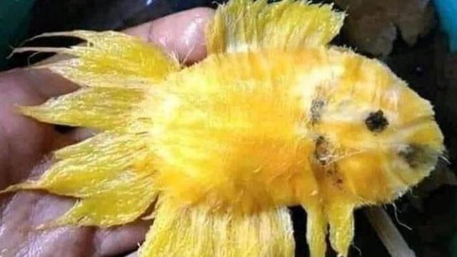 6 Potret Buah Berbentuk Layaknya Hewan Ini Curi Perhatian, Unik