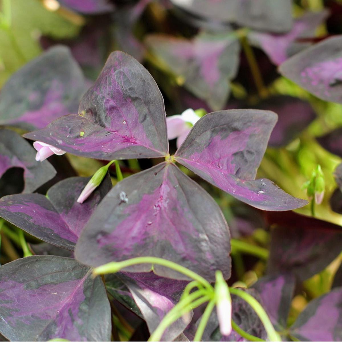 Oxalis (Oxalis triangularis)