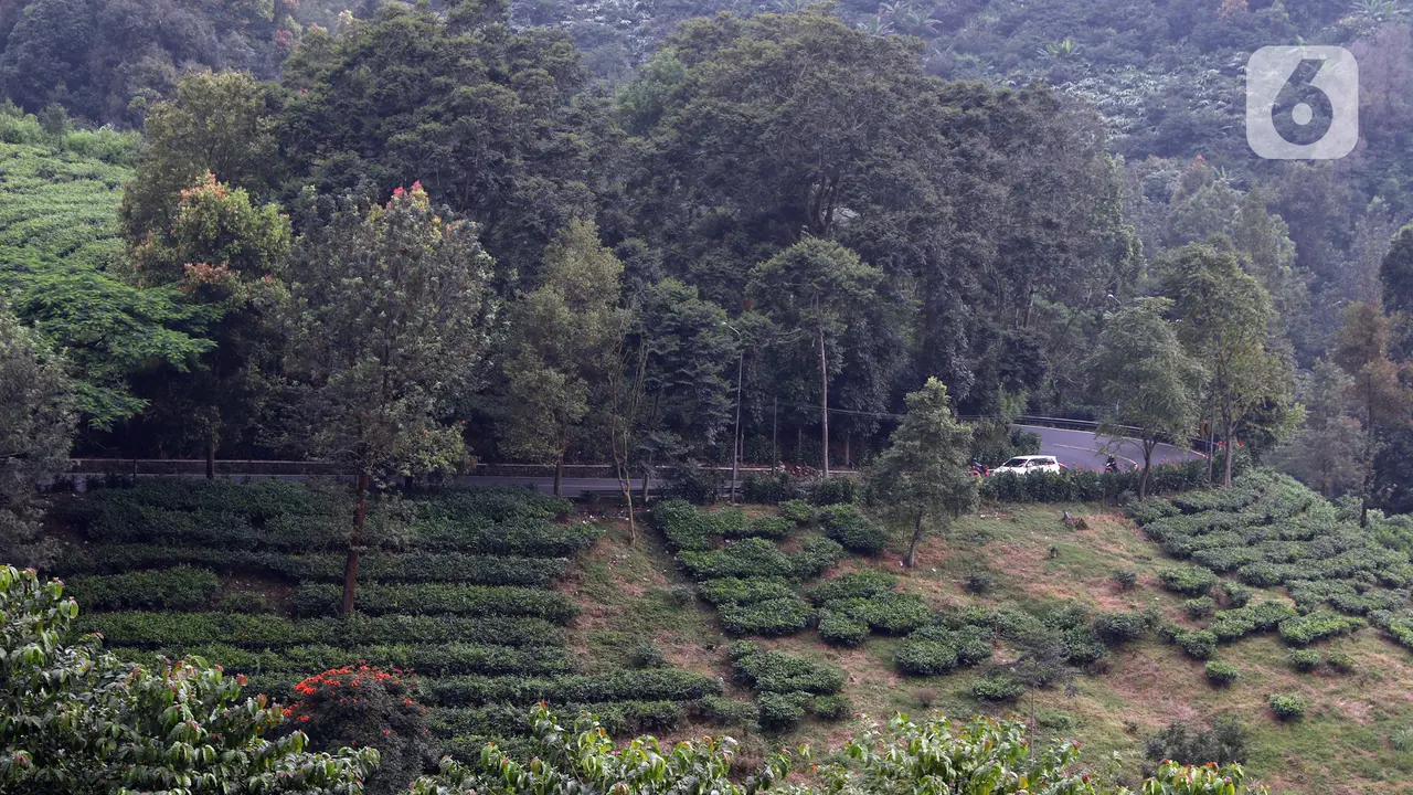 PSBB Bogor Raya, Jalur Menuju Puncak Lengang