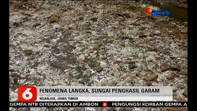 VIDEO: Fenomena Alam, Sungai di Tengah Hutan Nganjuk Hasilkan Garam