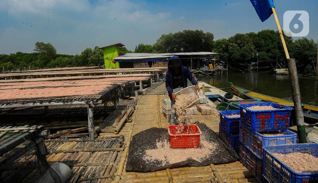 Aktivitas warga saat mengolah rebon atau udang kecil untuk diproses menjadi rebon kering di kawasan Kamal, Jakarta Utara. (merdeka.com/Arie Basuki)