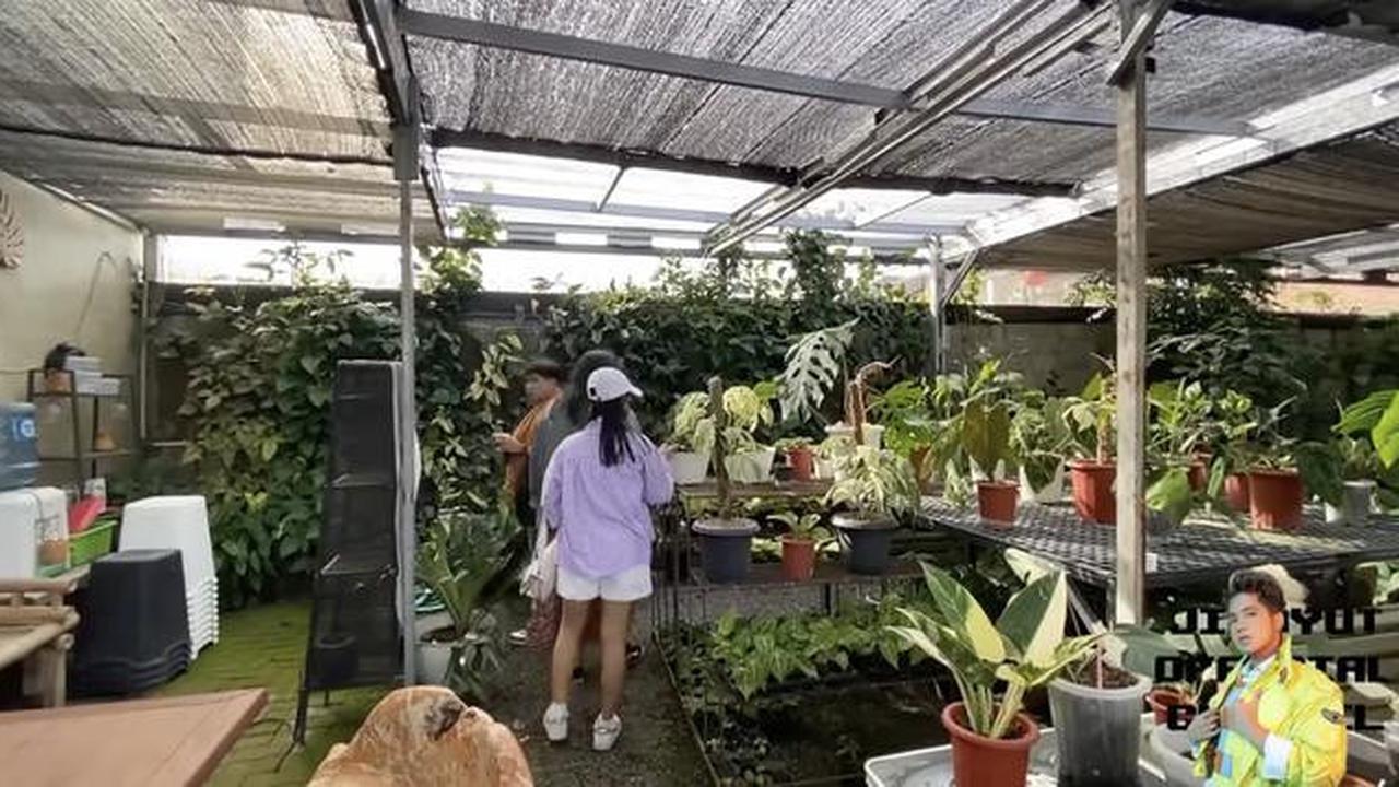 Potret Halaman Belakang Rumah Soimah di Jogja/Youtube/Jirayut Official Channel