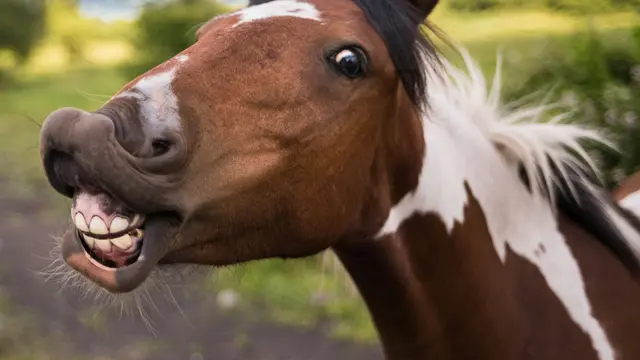 Funny Horse