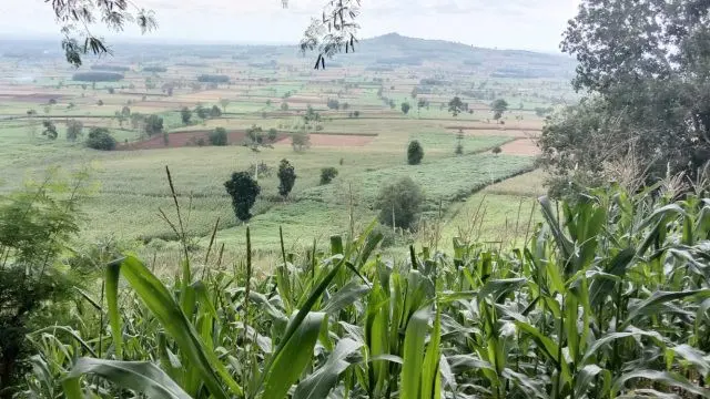 Kondisi hutan lindung Gunung Balak, Lampung Timur. Foto : (Ist).