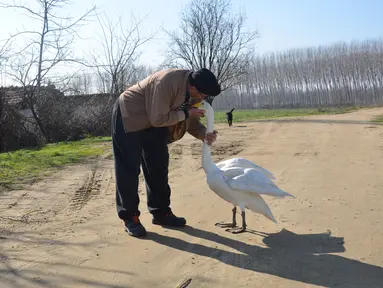 Recep Mirzan (63) berbagi momen dengan Garip, seekor angsa betina, saat mereka berjalan-jalan di pinggiran Karaagac, di provinsi Edirne barat Turki, 6 Februari 2021. Pensiunan tukang pos tersebut bersahabat dengan angsa yang pernah dia selamatkan 37 tahun yang lalu. (AP Photo/Ergin Yildiz)