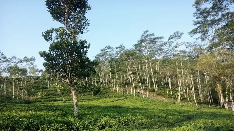 Kampung Teh Ki Suko Nglinggo. (Liputan6.com/Yanuar)