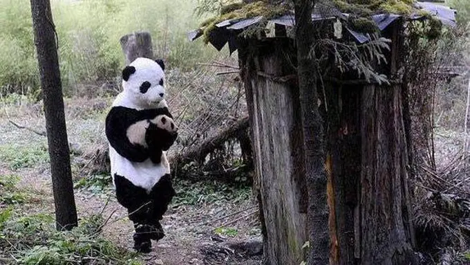 Nyamar Jadi Panda, Penjaga Satwa Ini Bikin Kamu Gemas