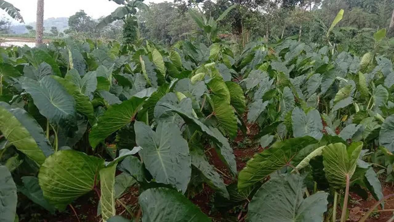 6 Manfaat Kesehatan dan Cara Mengolah Umbi Keladi atau Talas, Salah Satunya Kurangi Risiko Penyakit Jantung