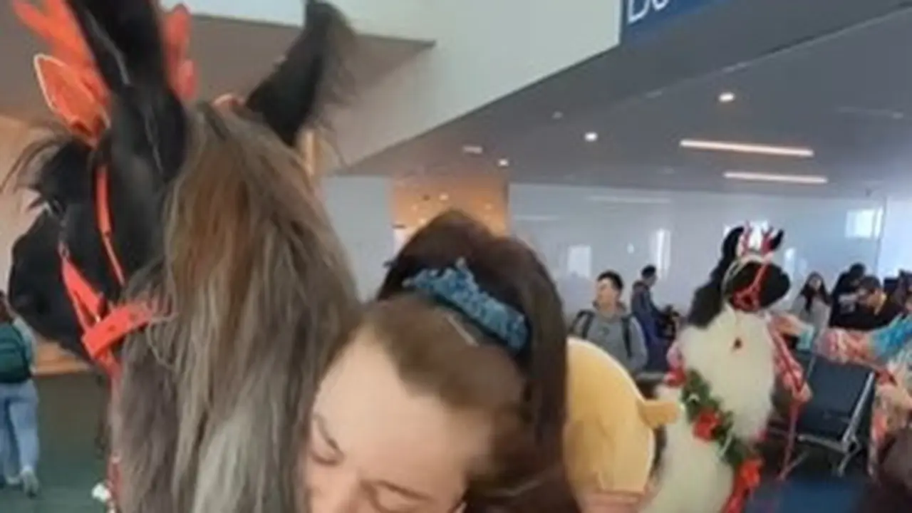 Llama di Bandara Internasional Portland Amerika Serikat Hibur Wisatawan yang Lelah dengan Pelukan