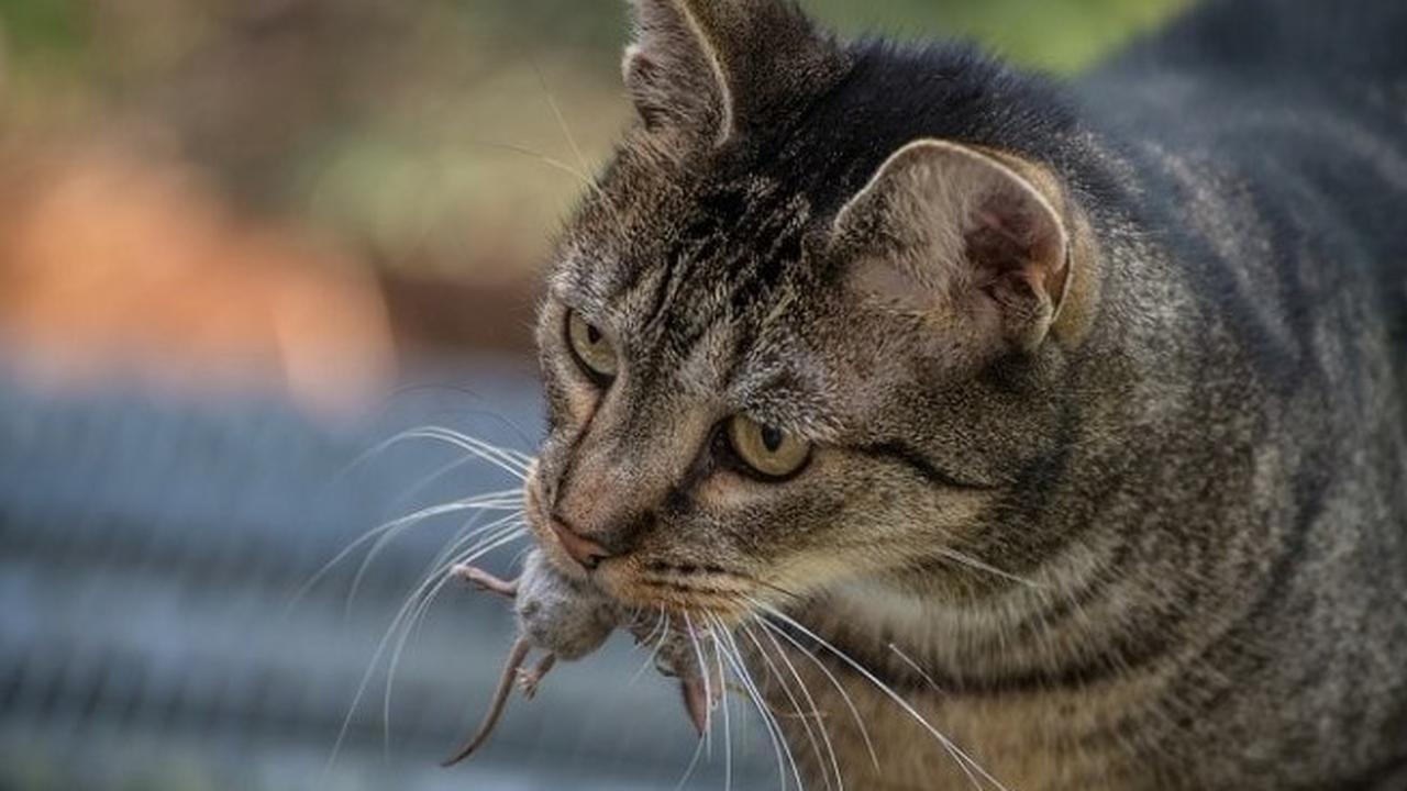 Fakta Unik di Balik Hadiah Bangkai dari Kucing? Ini Penjelasan Para Pakar