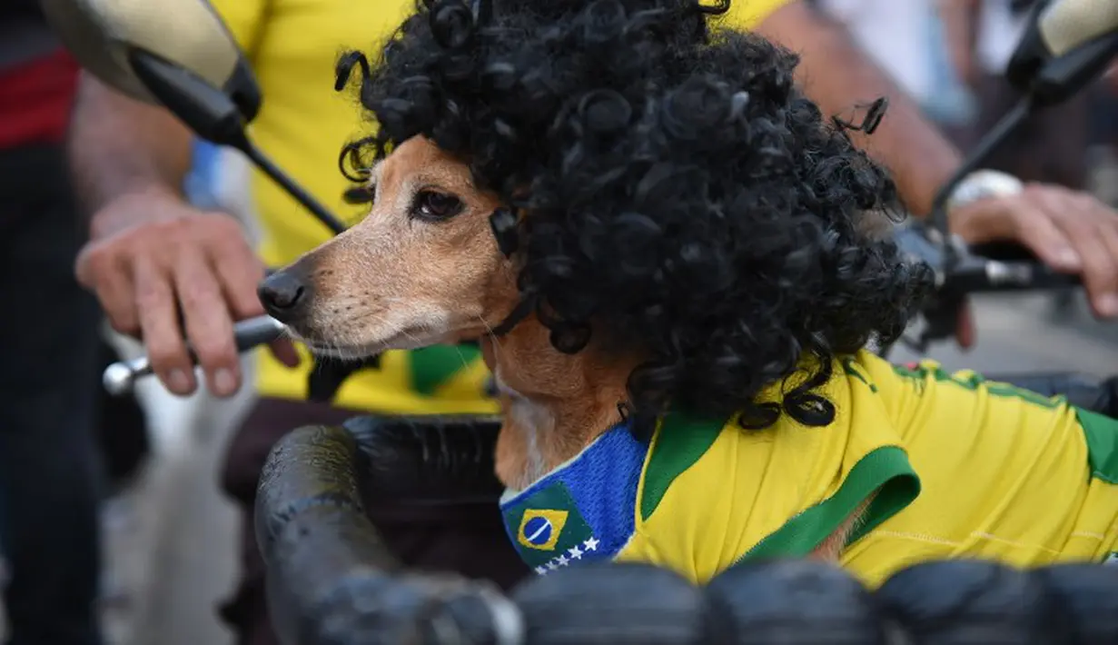  Seorang suporter Brasil menghiasi anjing kesayangannya dengan jersey Brasil dan wig kribo, Rio de Janeiro, Brasil, Kamis (12/6/2014) (AFP PHOTO/YASHUYOSHI CHIBA)