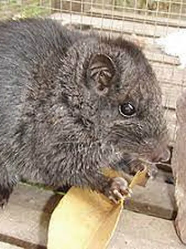 Tikus batu Laos (Laonastes aenigmamus)