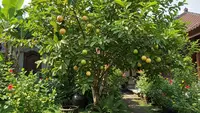 9 Cara Menanam Jambu Biji di Rumah, Panen Sendiri dari Pekarangan