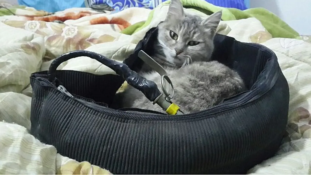 Pesan Rahasia di Balik Gambar Kucing ISIS