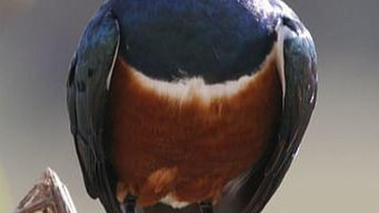 10. Burung<br>