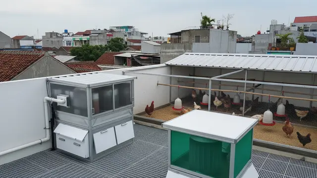 Tips Membuat Kandang Ayam di Rooftop Agar Tidak Bau dan Tetap Higienis
