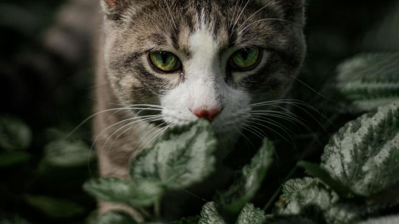 Kucing Berburu