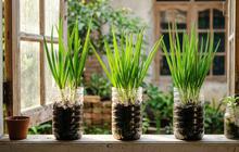 5 Cara Menanam Daun Bawang di Botol Bekas Air Mineral, Modal Minim Hasil Maksimal