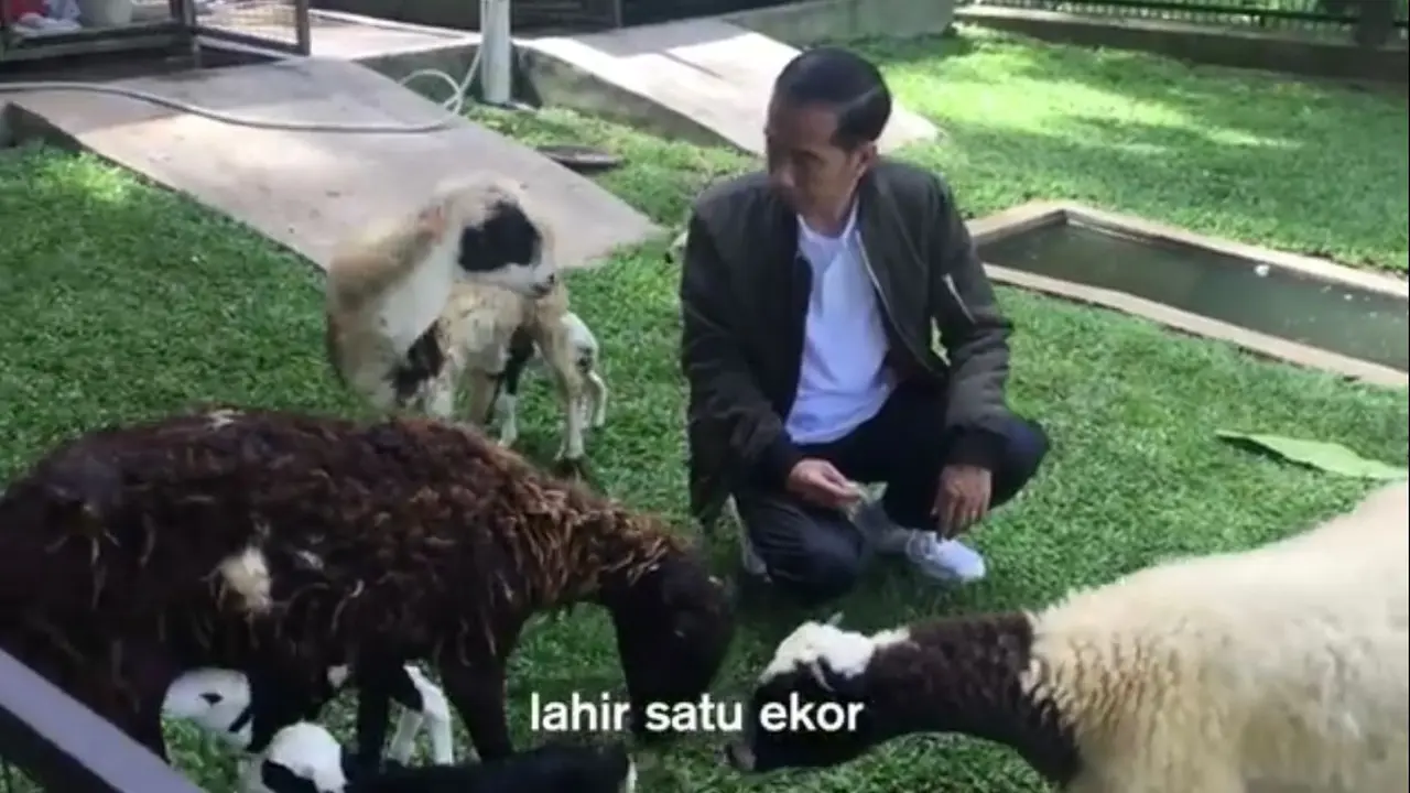 Presiden Joko Widodo memiliki kambing peliharaan