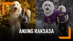 Fakta Juji Si Anjing Raksasa
