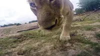 Begini Aksi Selfie Singa Afrika. Foto dari Mirror UK