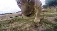 Lucunya Aksi Selfie Singa Mungil Afrika Tertangkap Kamera GoPro