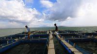 Mahasiswa memberi pakan pada ikan bawal bintang yang di budi daya untuk studi kampus di perairan Serang, Banten, Minggu (10/4/2022). di antaranya ikan 8,69 juta ton dan rumput laut 10,08 juta ton serta produksi budidaya ikan hias sebanyak 1,56 miliar ekor.Liputan6.com/Angga Yuniar