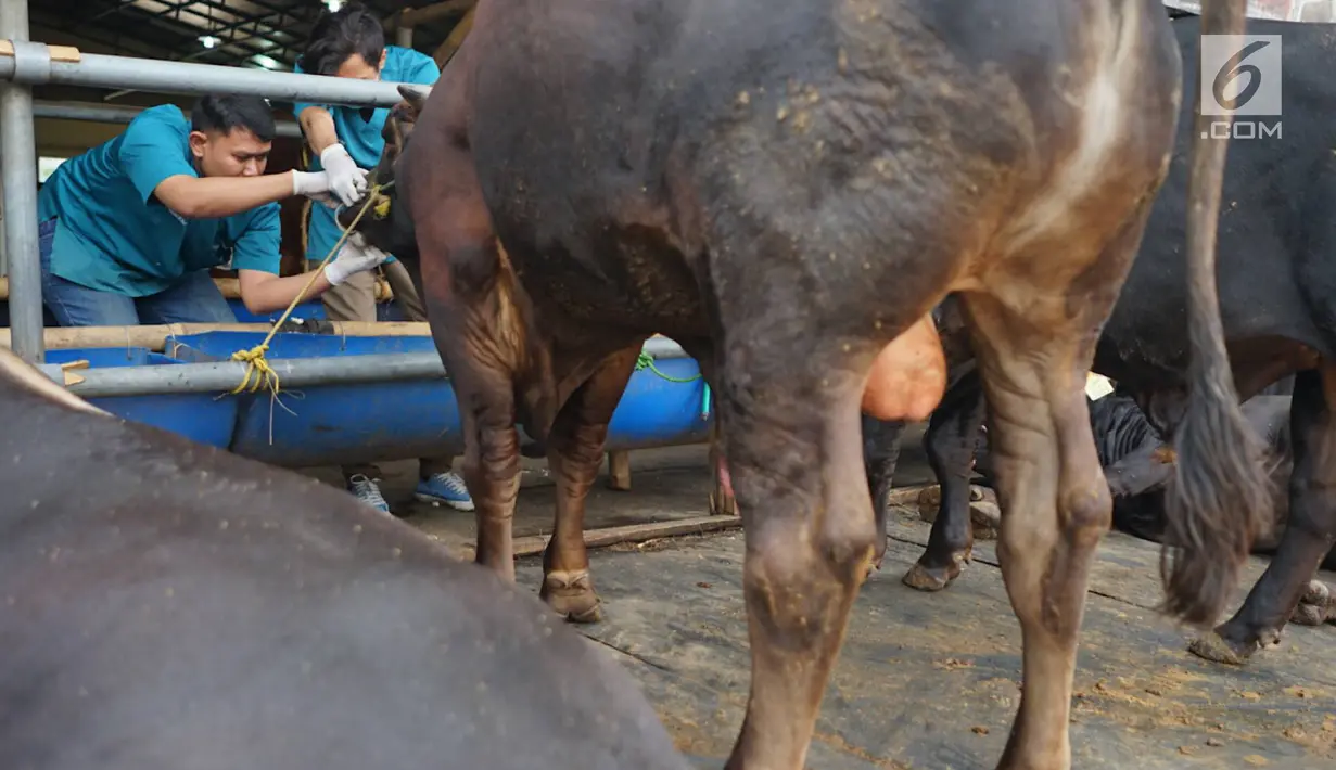 Petugas Dinas Peternakan dan Pertanian memeriksa gigi dan kesehatan sapi kurban di Mall Hewan Kurban H. Doni, Depok, Jawa Barat, Senin (29/7/2019). Pemeriksaan guna menjamin kelayakan dan kesehatan medis hewan kurban untuk dikonsumsi pada Idul Adha mendatang. (Liputan6.com/Immanuel Antonius)
