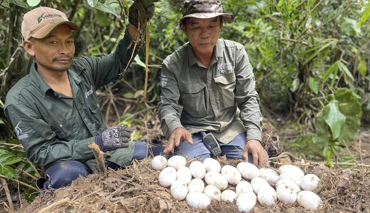 <p>Temuan ini disebut sebagai penemuan terbesar dalam 20 tahun terakhir, yang memberikan harapan baru berlanjutnya spesies buaya Siam di alam liar.&nbsp;(Toy Ya/Fauna &amp; Flora via AP)</p>